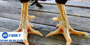 cách xem vảy gà ảnh đại diện