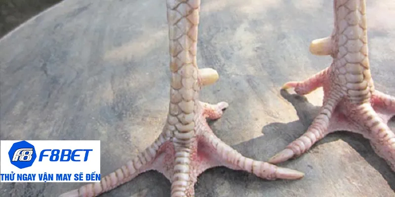 cách xem vảy gà lưu ý